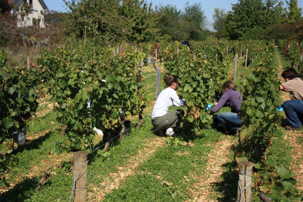 vendanges 2010 054
