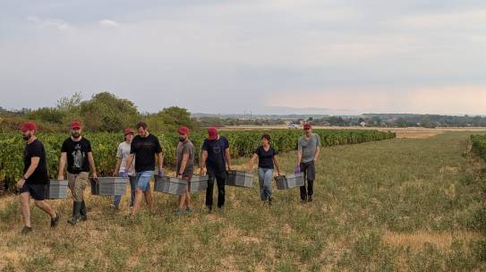 Début des vendanges ce 17 août au domaine de l&rsquo;Université de Bourgogne Europe!